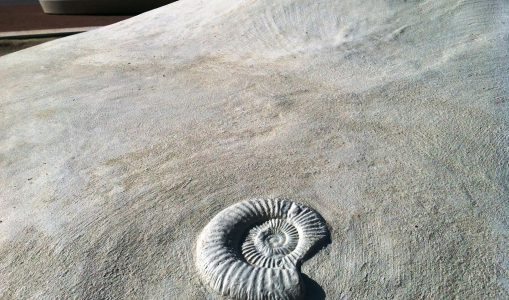 Des fossiles intriguent sur la plaine de Plainpalais