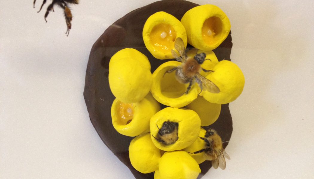Une expo pour sensibiliser au déclin des abeilles sauvages