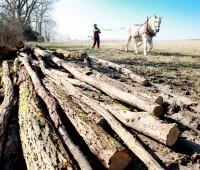 Tracter le bois à la force du cheval