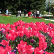 33. Balade au Jardin Botanique parmi les tulipes en fleur