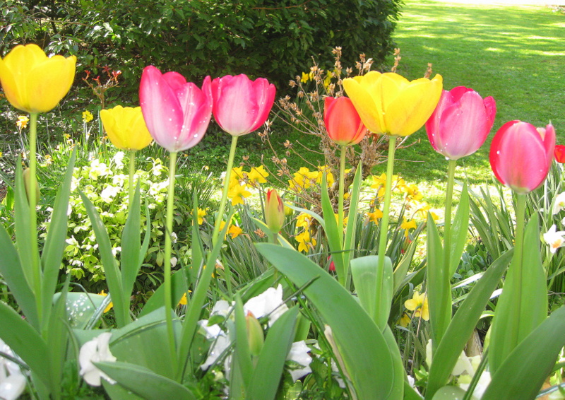 Tulipes dans la rosée du matin