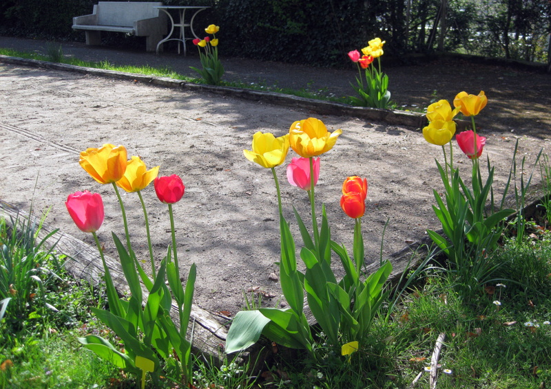 Tulipes autour de la piste de pétanque