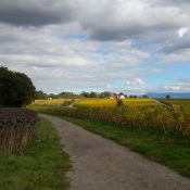 Promenade « Les vignes en automne »