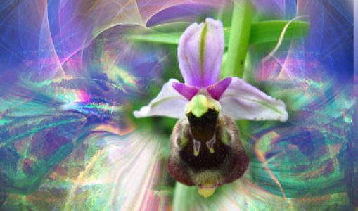 Balades en orchidées