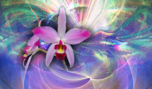 Le monde merveilleux des orchidées