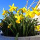 Retour du printemps : observons ses premières fleurs annonciatrices !