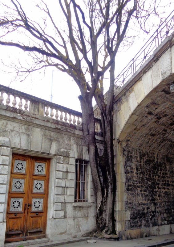 10. Un arbre qui croît malgré l'environnement hostile, contre le Pont de Saint-Léger