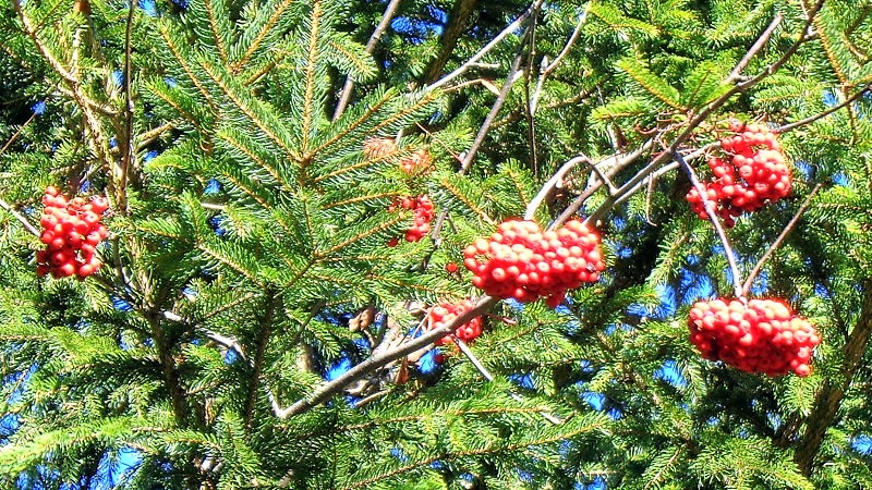La nature nous offre un premier arbre de Noël : branche de sorbier, qui a perdu son feuillage mais gardé ses fruits, parmi celles d'un épicéa