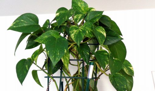 Des plantes vertes pour embellir nos appartements