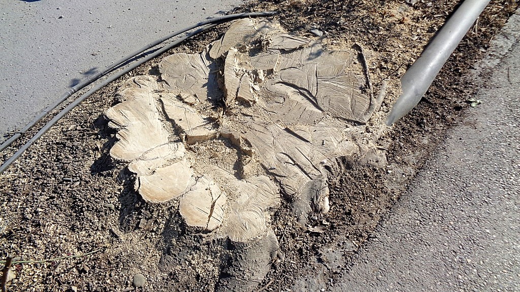 2a. Une autre souche d'arbre abattu vers le chantier de la Cité Léopard
