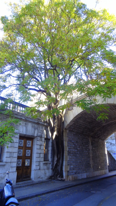 Un arbre qui semble bien s'épanouir malgré l'environnement hostile, contre le Pont de Saint-Léger, rue de la Croix-Rouge/rue de l'Athénée